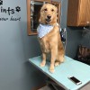 Spaw 4 Paws