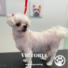 Pecas Grooming & Boarding