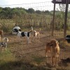Ruff Ranch Pet Boarding