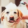 All In The Details Pet Grooming