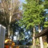 Arbor Care Tree Service