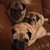 Best In Show Dog Walkers