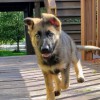 Hansen Kennels