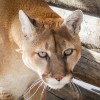 Yellowstone Wildlife Sanctuary