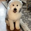 Dog Spa