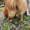 All American Pet