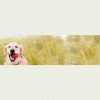 Crossroads Animal Clinic