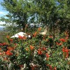 Arid Plant Designs