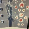 Momentum Chiropractic