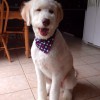 Katie's Dog Grooming Service