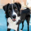 Preppy Pet West Houston