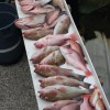 FishProCharters