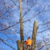 Lodema Tree Service