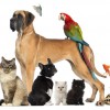 PetWatchers