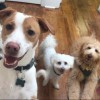 City Pet Grooming