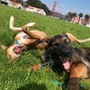 Once Upon A Dog Walk