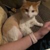 Pretty Pets Grooming