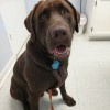 Dadeville Animal Clinic