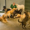 Chagrin Valley Lucky Dog Club