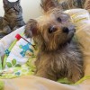 Paws & Claws Retreat