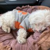 Dig It Dog Grooming
