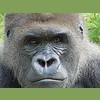 Gorilla Gutters