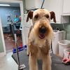 Mary's Grooming Boutique