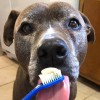 Pet Care Veterinary Hospital