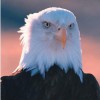 Eagle Land Title Agency