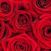 Mattoon Flower Shop