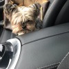 Demi's Dog House