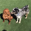 Triple Quest Kennels