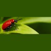 Bug Zappers