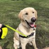 K9 Club