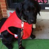 Sievers Kennels