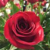 Tulsa Blossom Shoppe