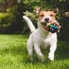 Pooches Park