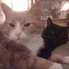 Animagus Pet Care