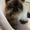 Critter Sitter