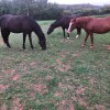 Breman Animal Hospital