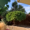 Bunyon Bros. Tree Service