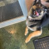 That Dirty Dog