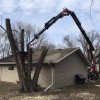 Genesis Tree Removal