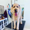 Ooodles Pet Grooming