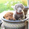 M & A Labrador Kennels