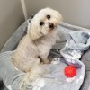 Pampered Paws Grooming & Boarding