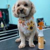Pets Choice