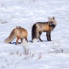 Teton Wild