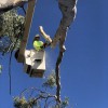 Cherry Tree Service