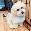 Pretty In Fluff